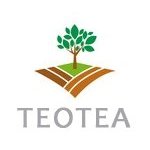 Teotea