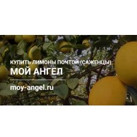 Питомник Саженцев Мой Ангел (moy-angel.ru)