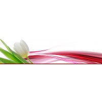 Тюльпаны оптом ИП Некрасов