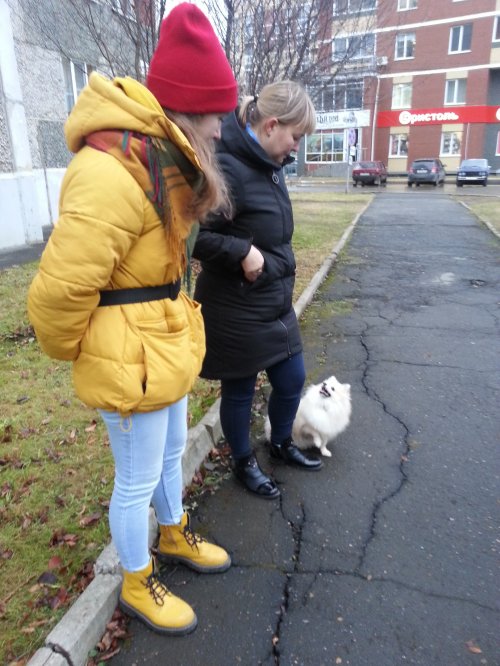 Школа дрессировки собак Akita Dog School