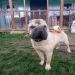 Doggi Hotel