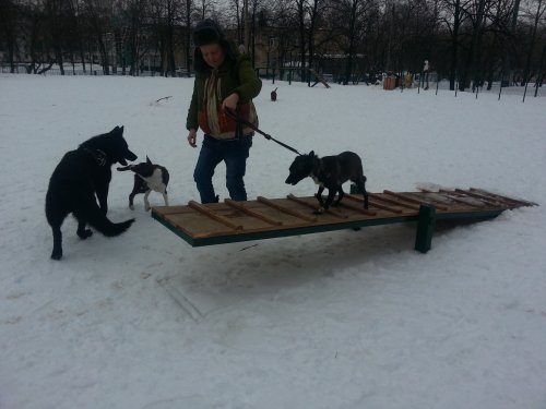 Школа дрессировки собак Akita Dog School