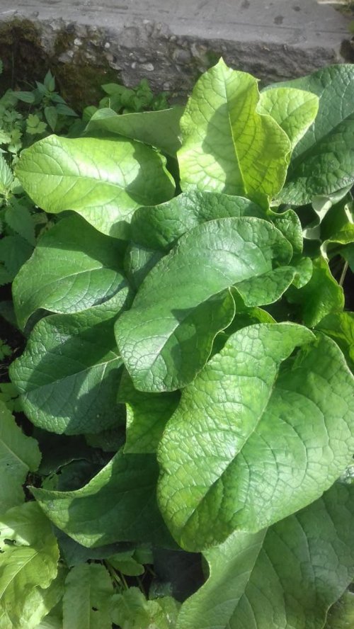 Сады России