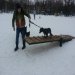 Школа дрессировки собак Akita Dog School