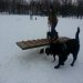 Школа дрессировки собак Akita Dog School