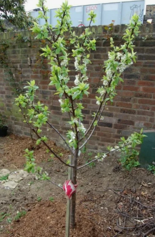 Садовая деревня питомник и интернет магазин