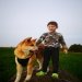 Школа дрессировки собак Akita Dog School