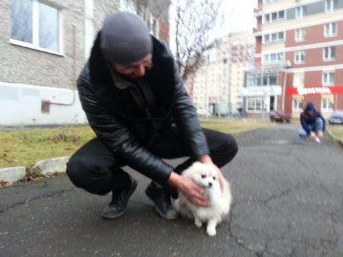 Школа дрессировки собак Akita Dog School