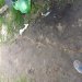 Клуб Садоводов Профессионалов