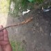 Клуб Садоводов Профессионалов