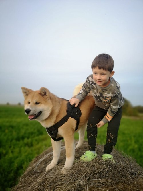 Школа дрессировки собак Akita Dog School