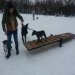 Школа дрессировки собак Akita Dog School