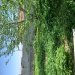 Зеленая Аптека Садовода